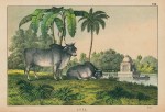 Zebu, Asia, 1877