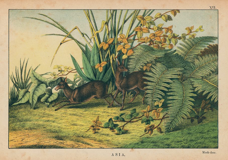 Musk deer, Asia, 1877