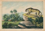 Hunting Leopard or Cheetah, Asia, 1877