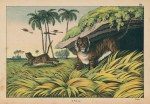 Tiger, Asia, 1877