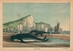 Caaing (Pilot) Whale, Europe, 1877
