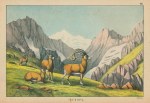 Ammon (wild sheep), Europe, 1877