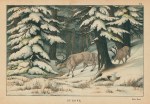 Reindeer, Europe, 1877