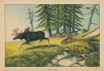 Moose, Europe, 1877