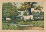 British Urus (early British wild Ox), Europe, 1877