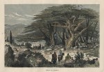 Lebanon, Cedars, c1880