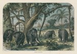 Sri Lanka elephants, 1891