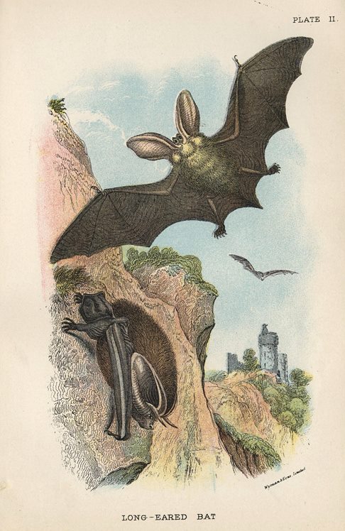 Long-Eared Bat, 1897