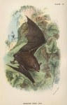 Reddish-Grey Bat, 1897