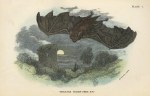 Greater Horseshoe Bat, 1897