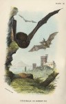 Pipistrelle or Common Bat, 1897