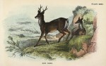 Roe Deer, 1897