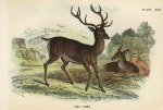 Red Deer, 1897