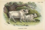 Chillingham Cattle, 1897