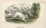 Mountain Hare, 1897