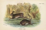 Common Hare, 1897