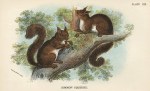 Common Squirrel, 1897