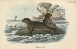 Common Seal, 1897
