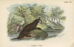 Common Otter, 1897