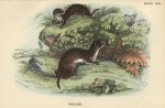 Weasel, 1897