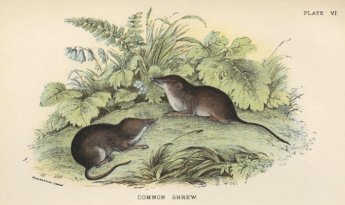 Common Shrew, 1897