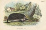 Common Hedgehog, 1897