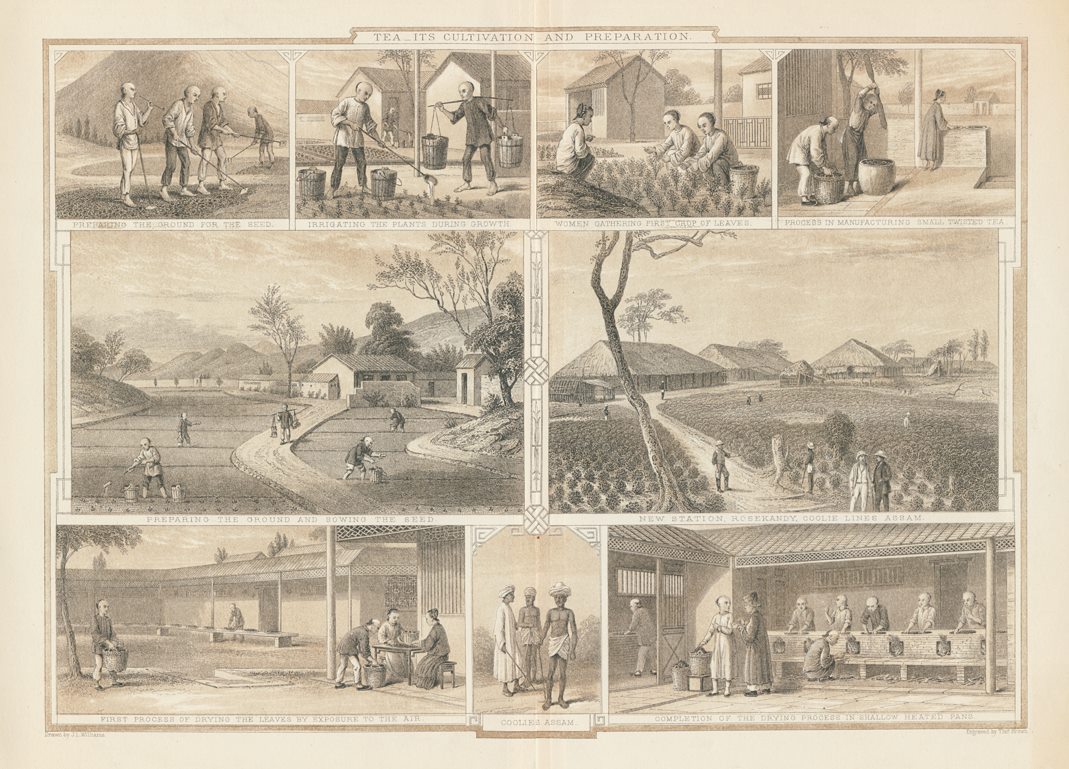 Tea - its Cultivation and Preparation, c1860