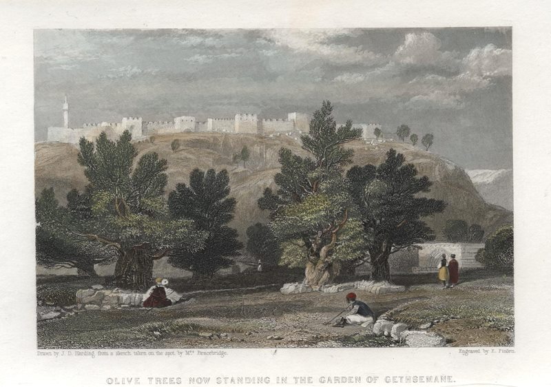 Jerusalem, Olive Trees in Garden of Gethsemane, 1836