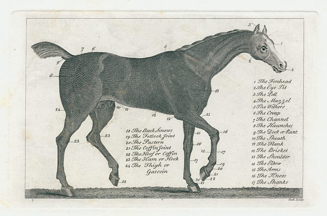 The Horse, external anatomy, c1820