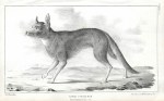 Canis Frustror, 1853