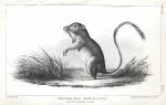 Perognathus Penicillatus, 1853