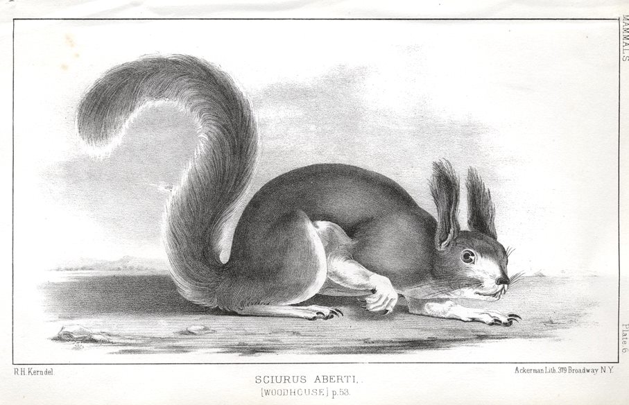 Sciurus Aberti, 1853