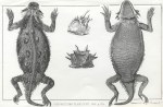 Phrynosoma Planiceps, 1853