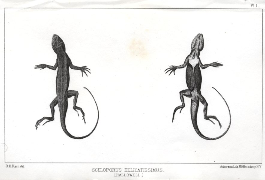 Sceloporus Delicatissimus, 1853