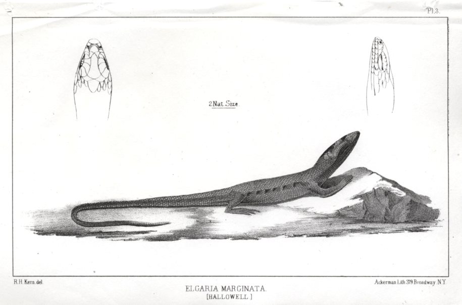 Elgaria Marginata, 1853