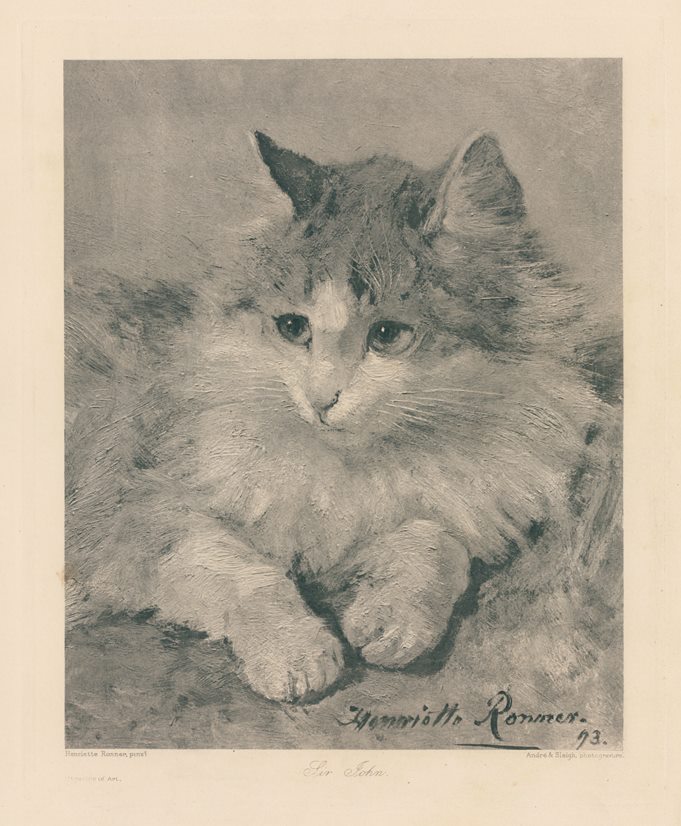 'Sir John' (cat), photogravure after Henriette Ronner, 1896