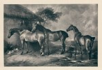 Hunters at Grass (horses), Woodbury print after Landseer, 1878