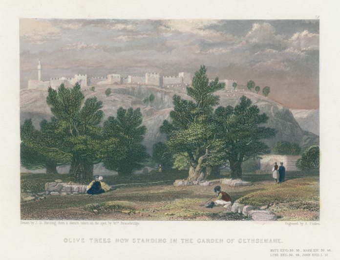 Jerusalem, Olive Trees in Garden of Gethsemane, 1836
