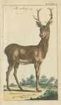 Stag, 1758