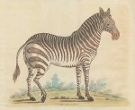 Male Zebra, 1758