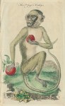 St.Jago Monkey, 1758