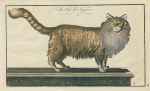 Angora Cat, 1758