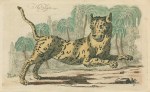 Tiger, 1758