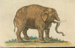 Elephant, 1758