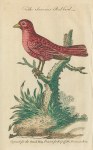 Summer Red-Bird, 1758