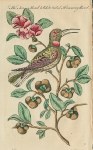 Tea Shrub & White Tailed Hummingbird, 1758