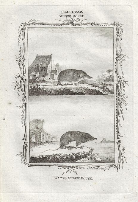 Shrew Mouse & Water Shrew Mouse, after Buffon, 1785