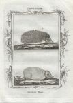 Hedgehog, after Buffon, 1785