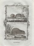 Long Tailed Field Mouse & Water Rat, after Buffon, 1785