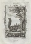 Squirrel, after Buffon, 1785